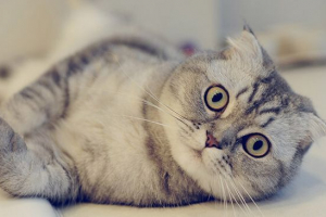 Зовнішній вигляд і природа кішок шотландської породи Зовнішній вигляд і природа кішок шотландської породи