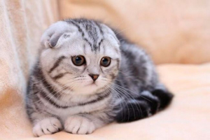 Зовнішній вигляд і характер шотландських кішок Зовнішній вигляд і характер шотландських кішок