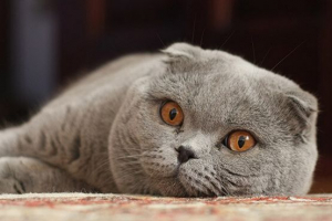 Зовнішній вигляд і характер шотландської кішки Зовнішній вигляд і характер шотландської кішки