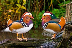 Зовнішній вигляд і спосіб життя mandaring качка Зовнішній вигляд і спосіб життя mandaring качка