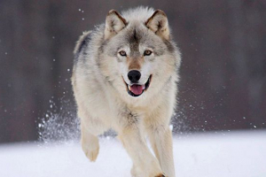 Зовнішній вигляд і спосіб життя вовки Зовнішній вигляд і спосіб життя вовки