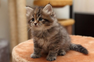 Зовнішній вигляд та особливості поведінки кішок сибірського Зовнішній вигляд та особливості поведінки кішок сибірського