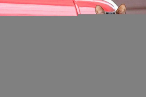 Зовнішній вигляд, характерні характеристики та вміст породи котів Зовнішній вигляд, характерні характеристики та вміст породи котів