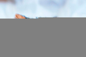 Зовнішній вигляд, особливості поведінки та вміст йоркширського тер'єра Зовнішній вигляд, особливості поведінки та вміст йоркширського тер'єра