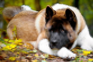 Зовнішній вигляд, особливості поведінки та догляду за американською акітою Зовнішній вигляд, особливості поведінки та догляду за американською акітою