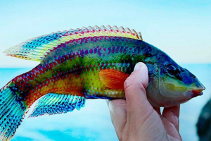 Внутрішньо та зовнішня структура риби Внутрішньо та зовнішня структура риби