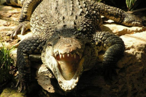 У флориді, алігатор відбиває руку до жінки під час плавання У флориді, алігатор відбиває руку до жінки під час плавання