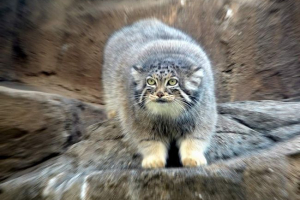 Мауне породжує у франції Мауне породжує у франції