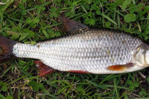 Vobla: що ми знаємо про життя смачної риби? Vobla: що ми знаємо про життя смачної риби?