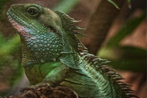Водяна агама вдома і в природі. Фотоагама Водяна агама вдома і в природі. Фотоагама