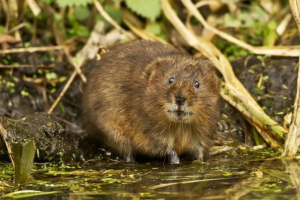 Водяна щура (водонепроникна) Водяна щура (водонепроникна)
