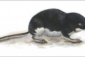 Водний дворик - велика земляна Водний дворик - велика земляна