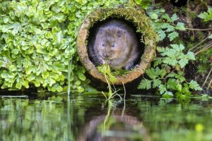 Вода полевка Вода полевка
