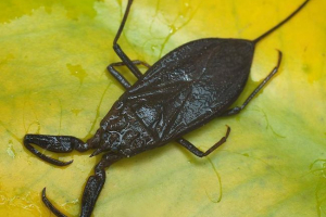 Вода скорпіон - прісноводний клоп Вода скорпіон - прісноводний клоп