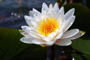 Водні рослини Водні рослини