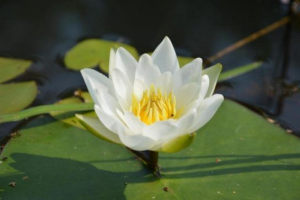 Буклети Буклети