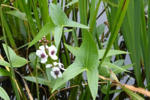 Rollist (sagitaria) Rollist (sagitaria)