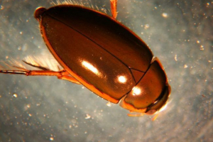 Водубуб - мирні жуки, що містять у акваріумах Водубуб - мирні жуки, що містять у акваріумах