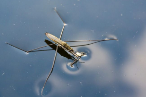 Водянка Водянка