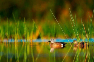 Waterfowl: опис, представники та фотографії Waterfowl: опис, представники та фотографії