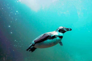 Які максимальні швидкісні пінгвіни плавають? Які максимальні швидкісні пінгвіни плавають?