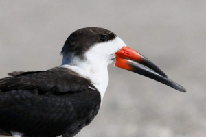 Водонепроникний - фантастичний птах Водонепроникний - фантастичний птах