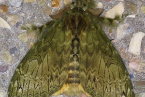 Віола - коричневі метелики Віола - коричневі метелики