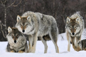 Вовк - вид та опис Вовк - вид та опис