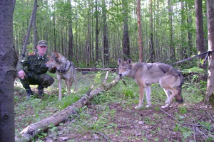 Вовки знаходяться на охороні російських кордонів Вовки знаходяться на охороні російських кордонів