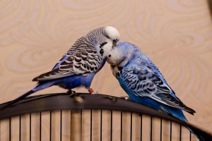 Хвилясті папуги чеські - умови затримання Хвилясті папуги чеські - умови затримання