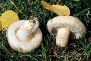 Біла хвиля (белянка) Біла хвиля (белянка)