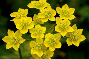 Золотий ролик Золотий ролик