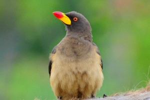 Волокно - санатор саван