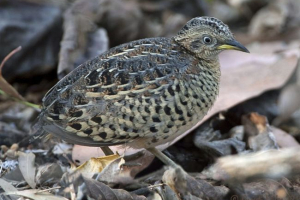 Трекестер Трекестер