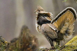 Колорний жир - crested bird Колорний жир - crested bird