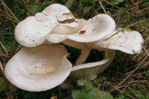 Вугілля говорушка Вугілля говорушка