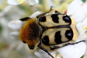 Weskov - блискучий жук Weskov - блискучий жук