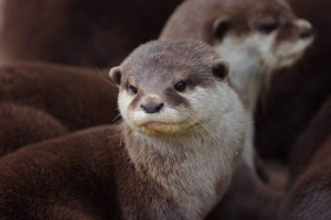 Східна чиста видра - дитина серед пір'я Східна чиста видра - дитина серед пір'я