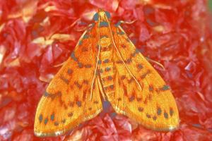 Східна фруктова ліквідатор Східна фруктова ліквідатор