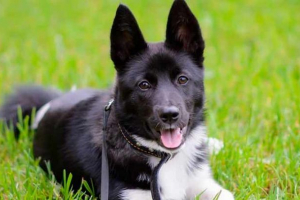 Східноєвропейська laika - особливості породи Східноєвропейська laika - особливості породи