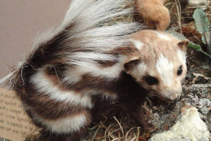 Східні пляминні скунс - фермери домашніх тварин Східні пляминні скунс - фермери домашніх тварин