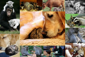 Чи можна прийняти у світі тварин? Чи можна прийняти у світі тварин?