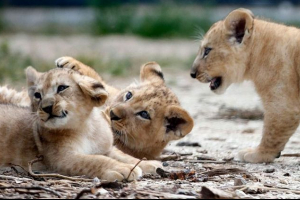 Вперше за два десятиліття леви з'являться в руанді Вперше за два десятиліття леви з'являться в руанді