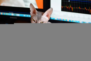 Все про породу дон сфінкс Все про породу дон сфінкс