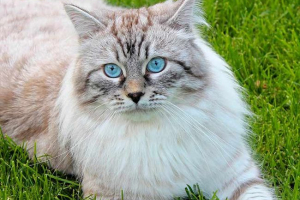 Все про cat породи невська маскарад Все про cat породи невська маскарад