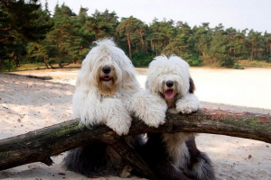 Все про породи собак bobtail Все про породи собак bobtail