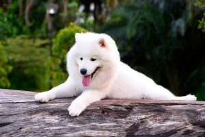 Все про samoyed як Все про samoyed як