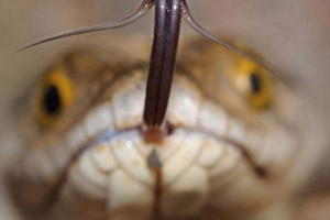 Все про змійну отруту та її власників Все про змійну отруту та її власників