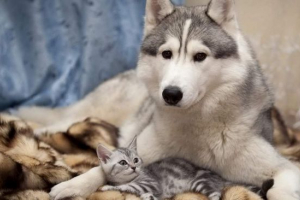 Чи будуть кішки завжди приземлятися на всі чотири лапи? Чи будуть кішки завжди приземлятися на всі чотири лапи?