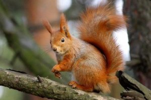 Які білки їдять Які білки їдять